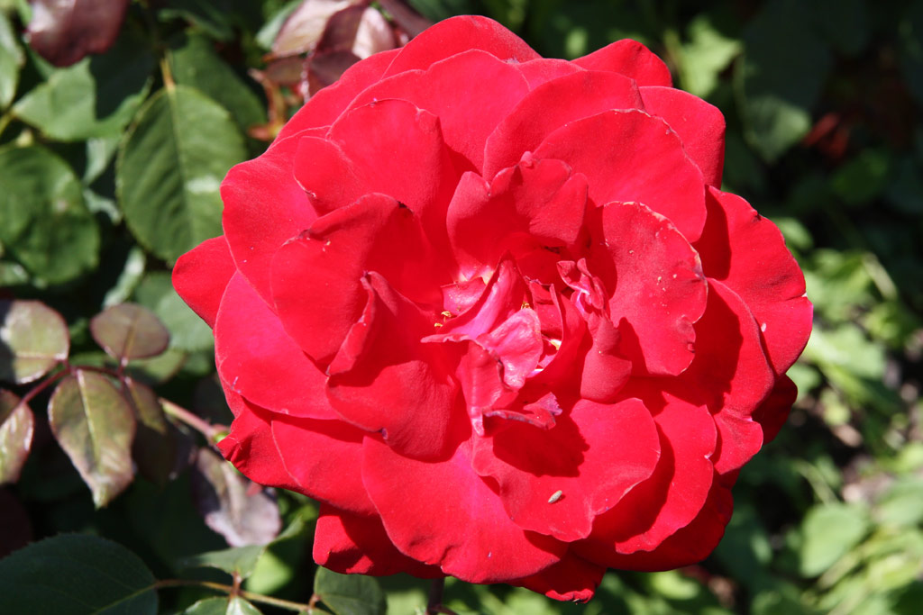 růže Precious Platinum