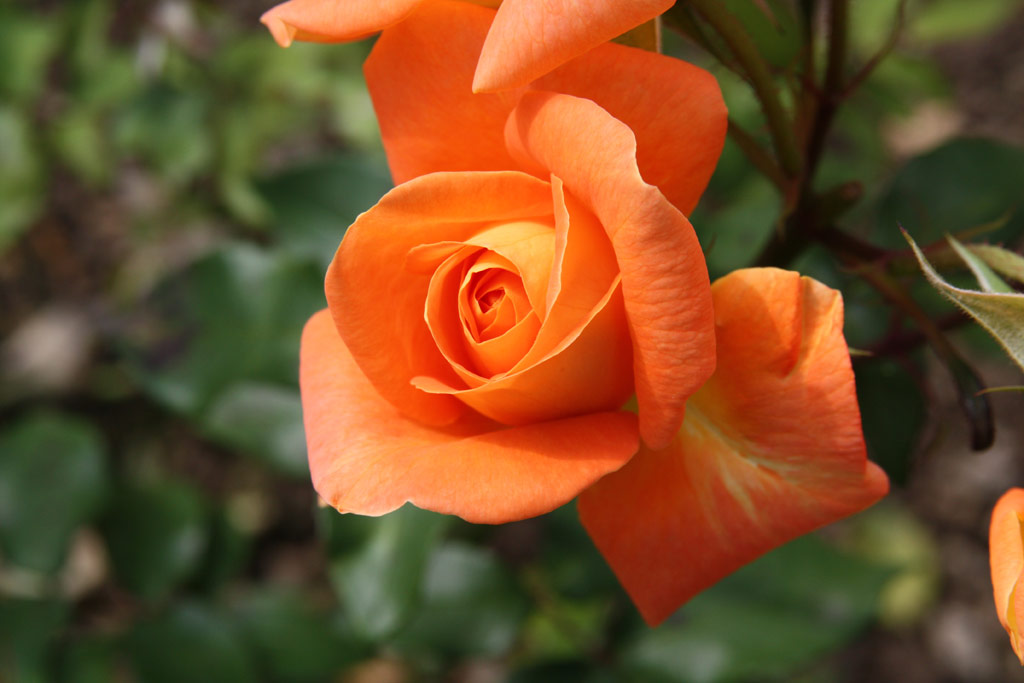 růže Prelt (Liberec)