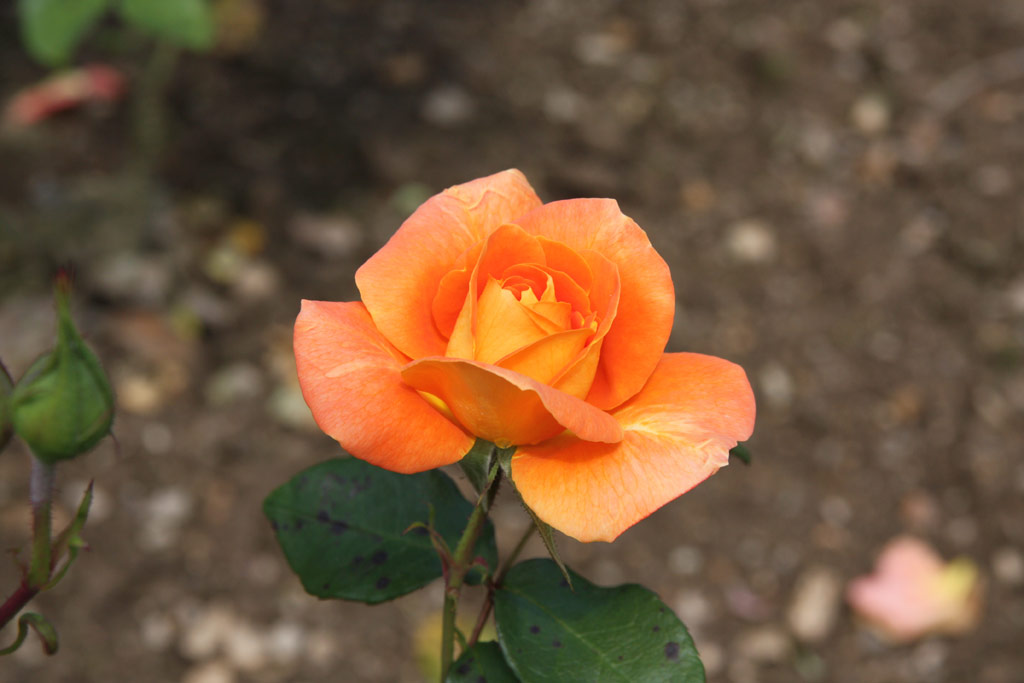 růže Prelt (Liberec)