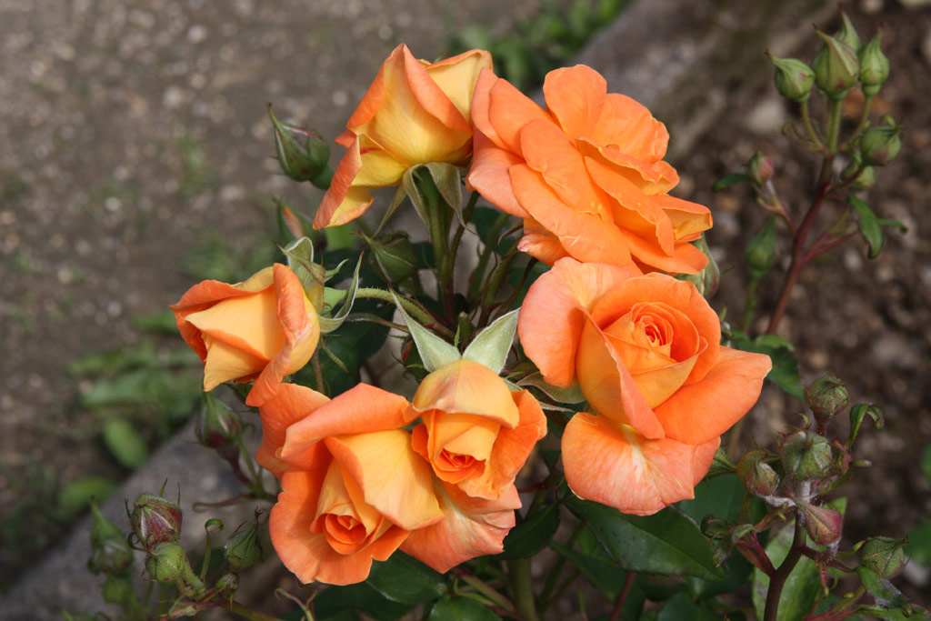 růže Prelt (Liberec)