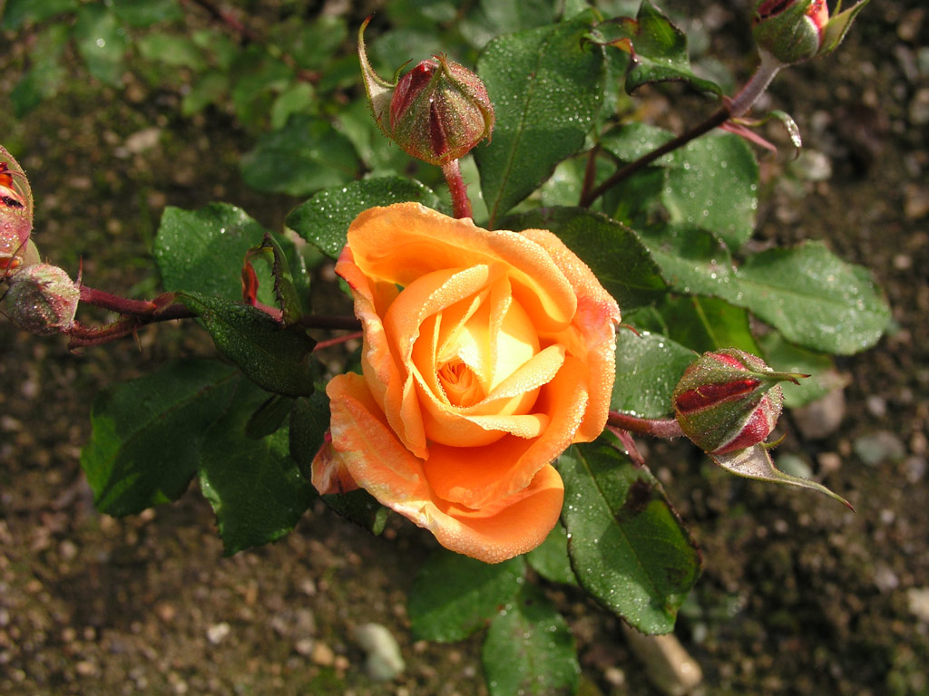 růže Prelt (Liberec)