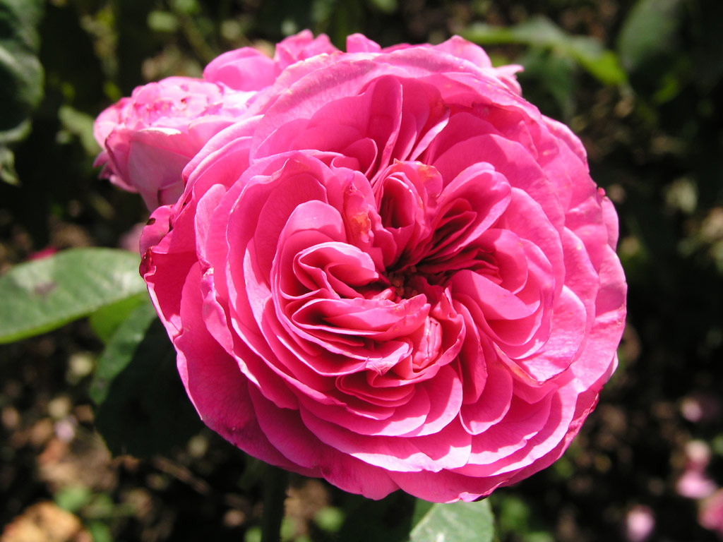 růže Pretty Jessica