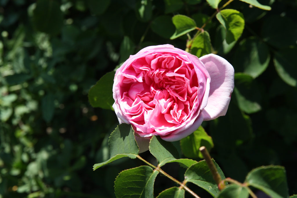 růže Pretty Jessica