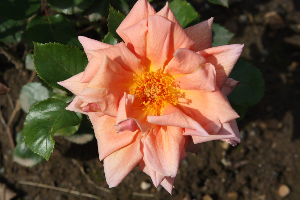 růže Prima Donna (Dickson)