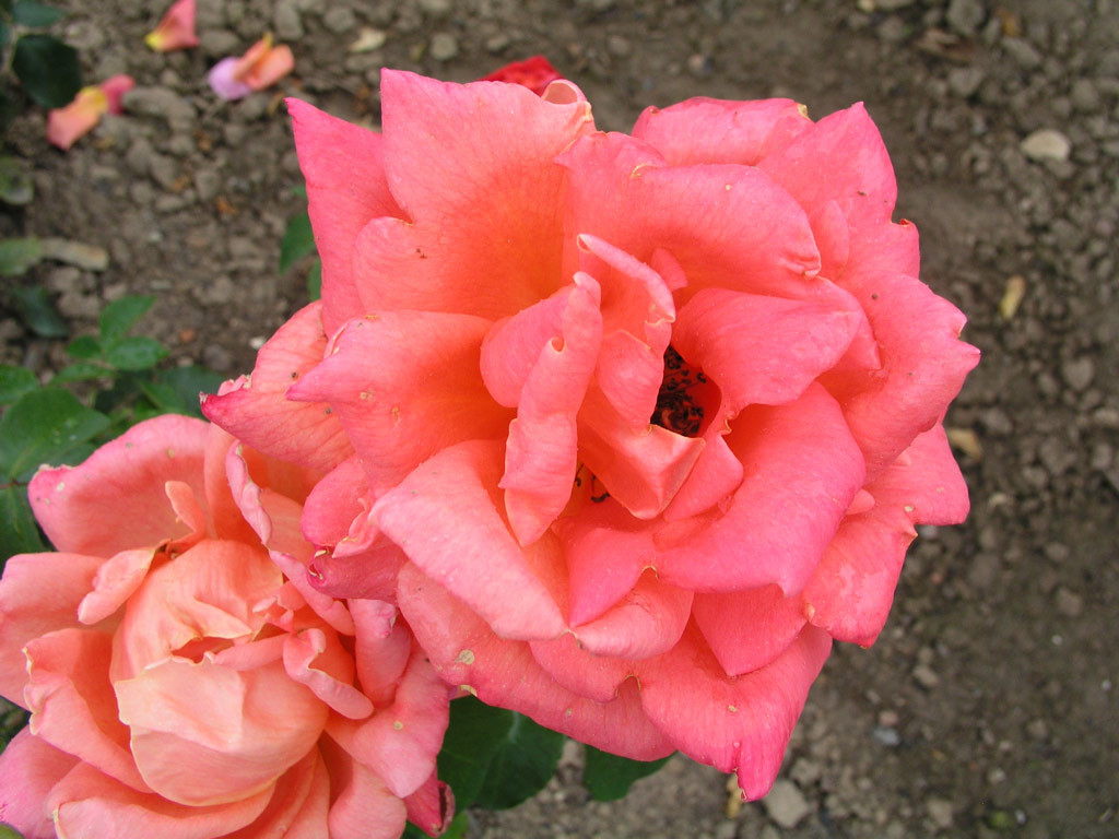 růže Primaballerina