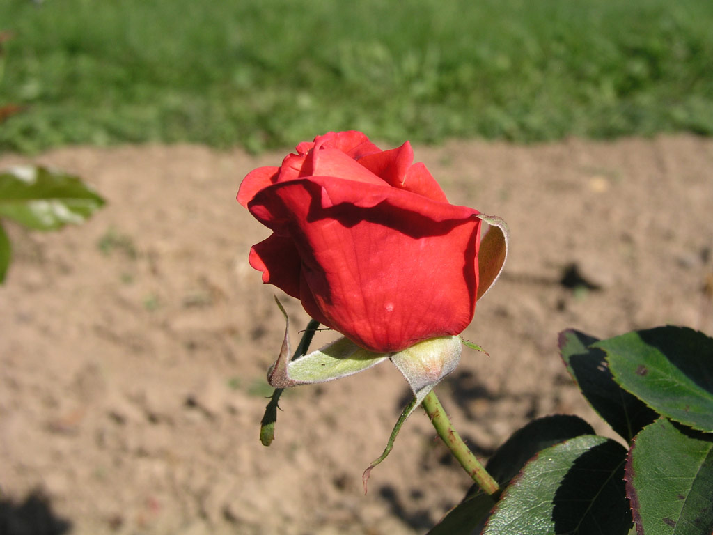 růže Primaballerina