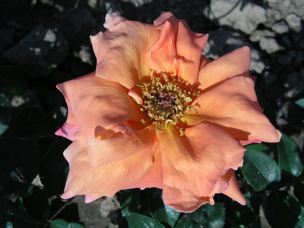 růže Primaballerina