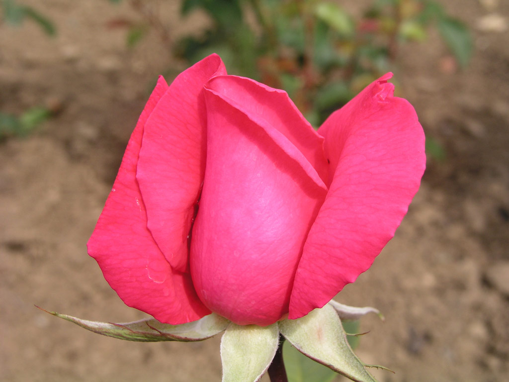 růže Primaballerina