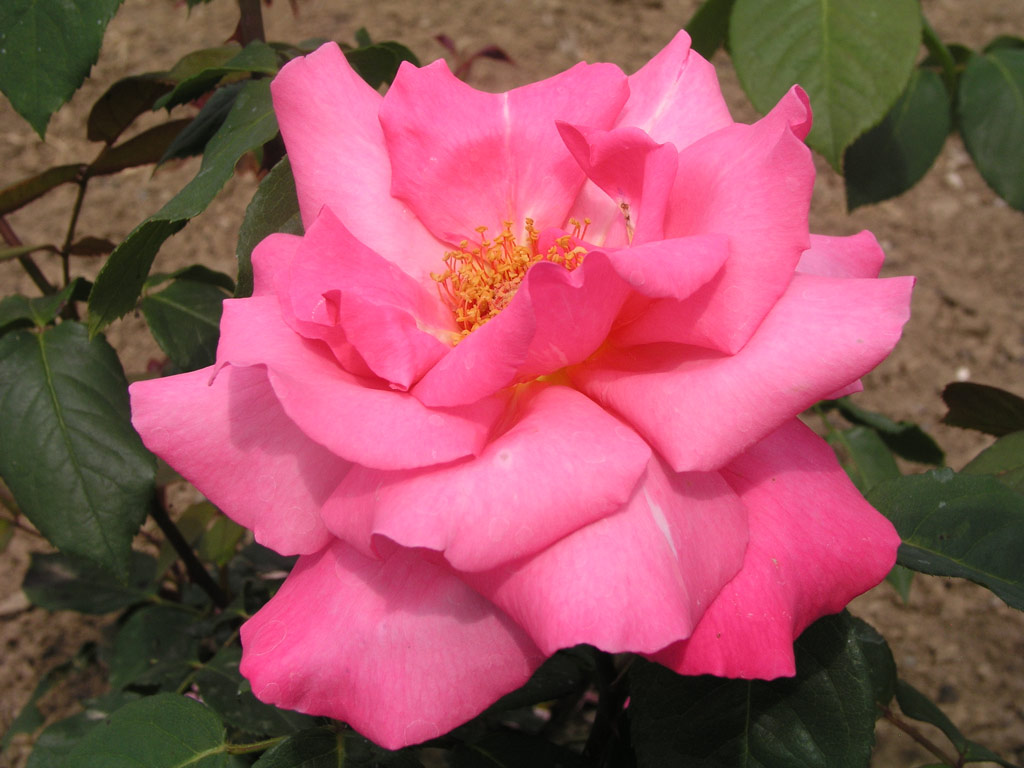 růže Primaballerina