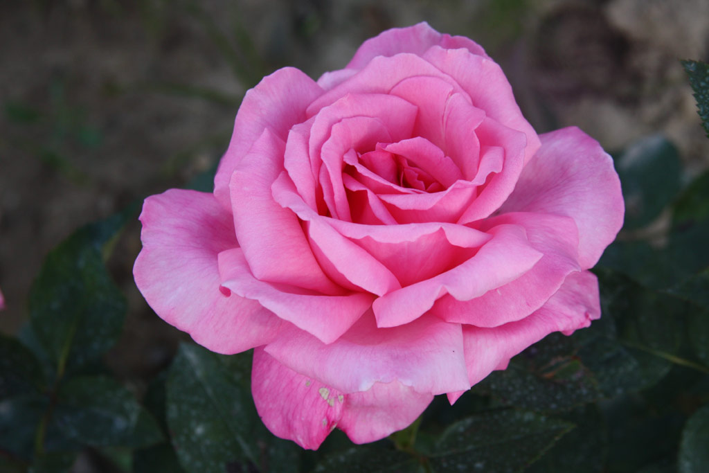 růže Primaballerina