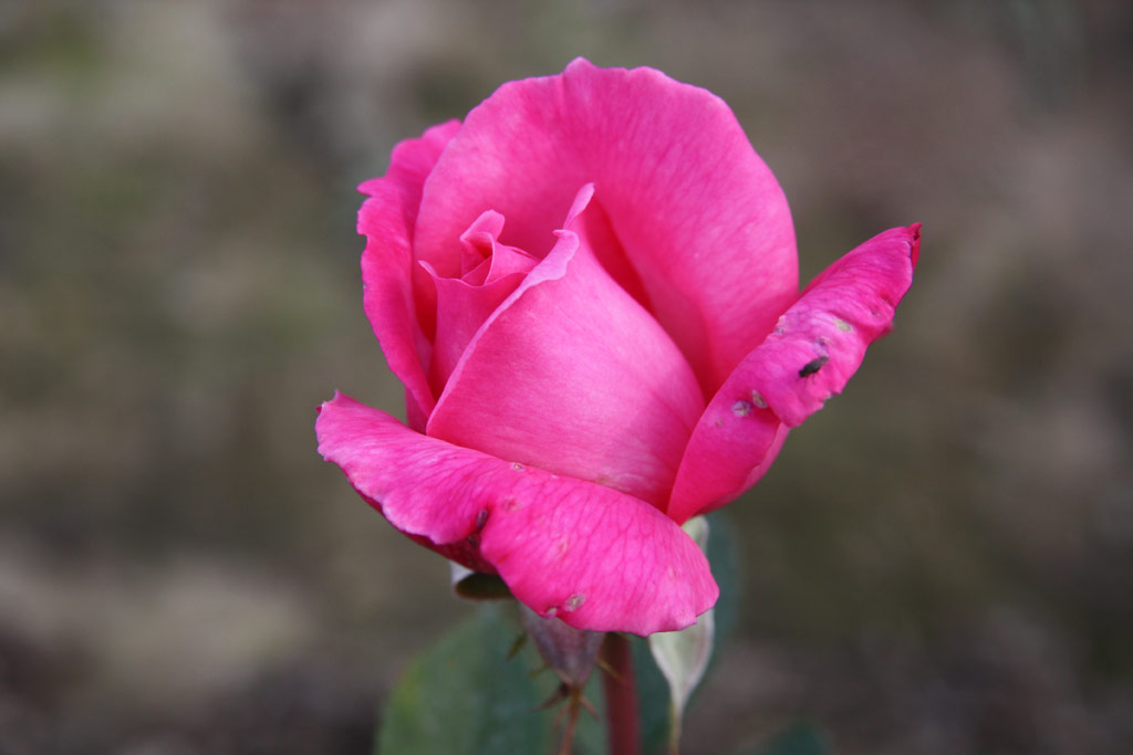 růže Primaballerina