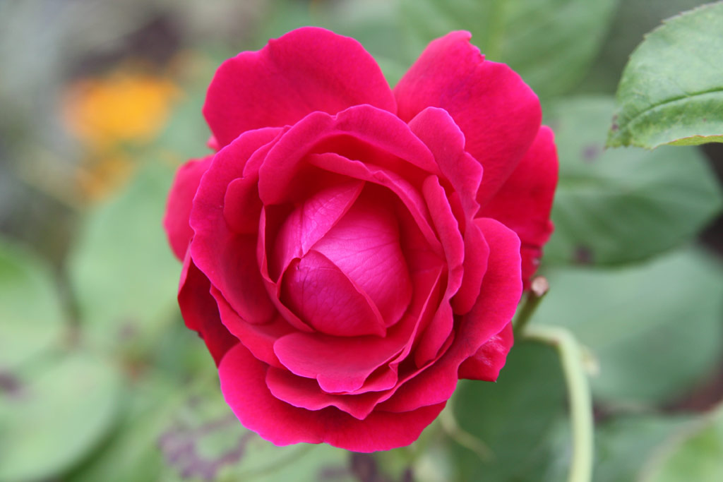 růže Prince Camille de Rohan