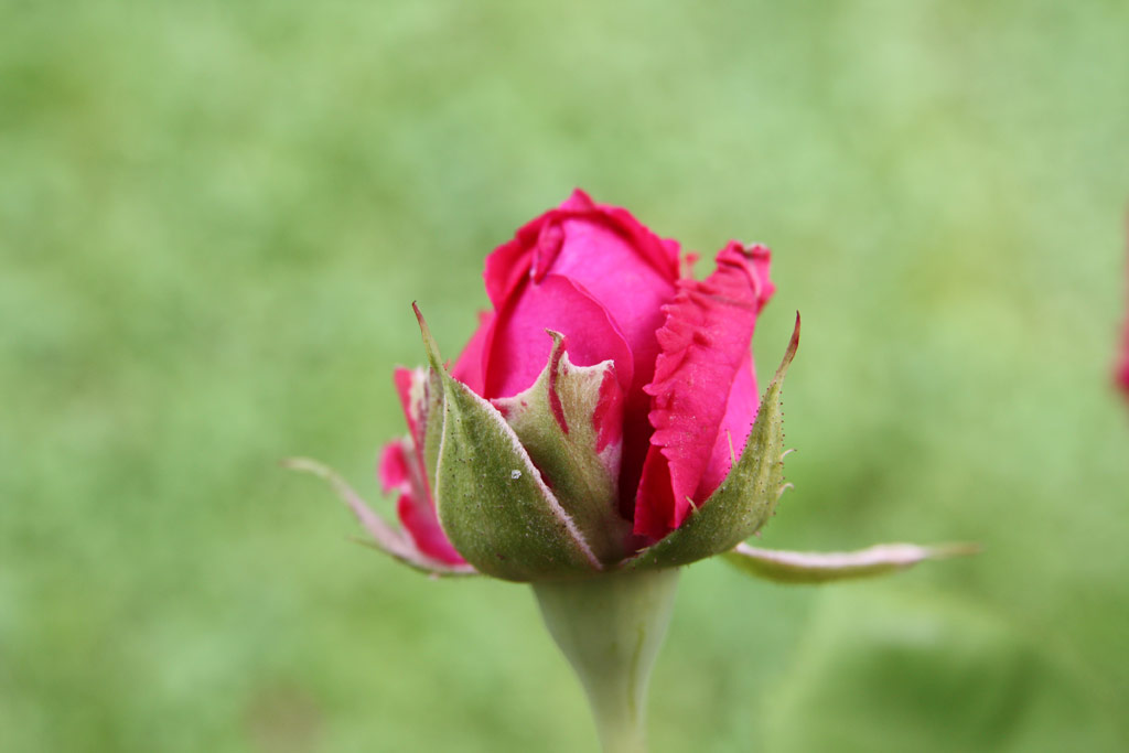 růže Prince Camille de Rohan