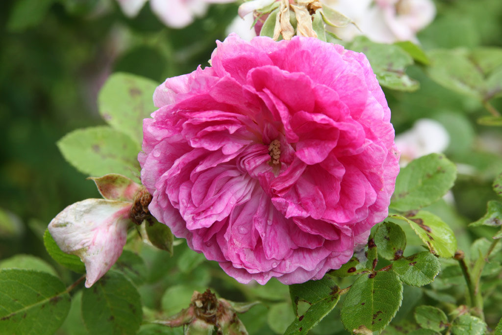 růže Prince Charming