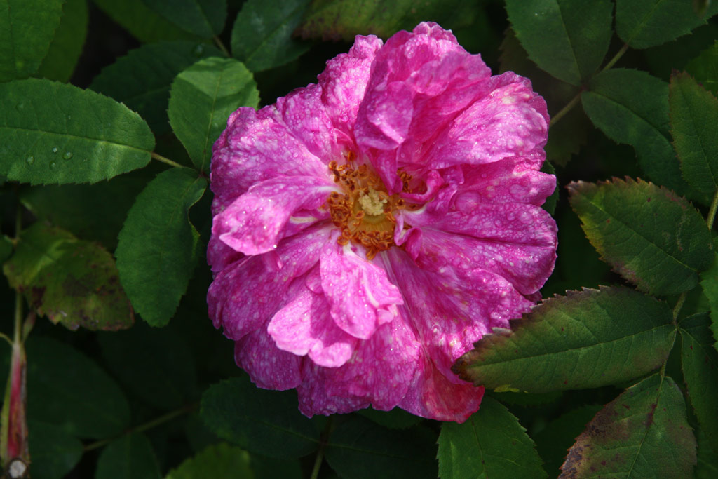 růže Prince Eugene de Beauharnais