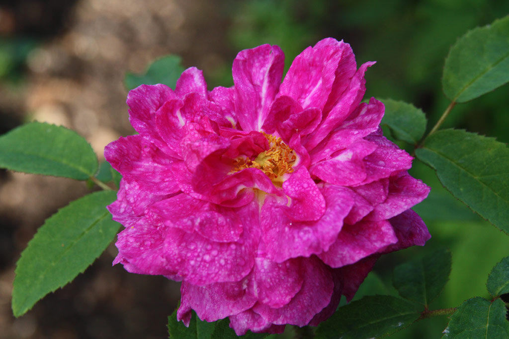 růže Prince Eugene de Beauharnais