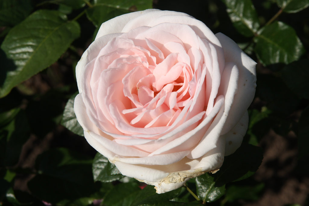 růže Prince Jardinier