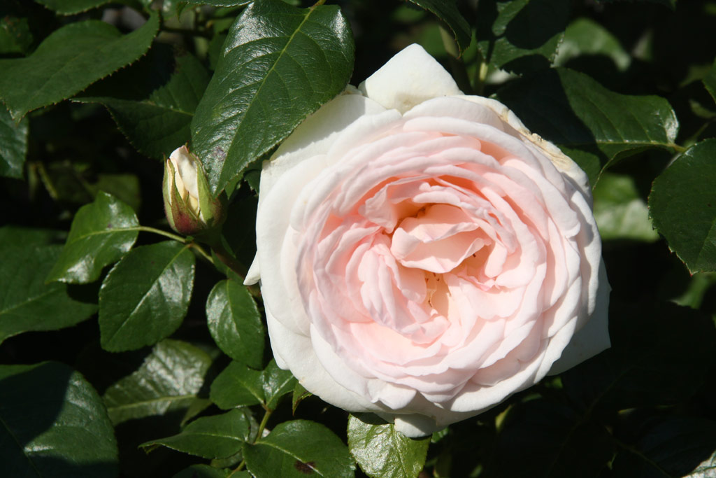 růže Prince Jardinier