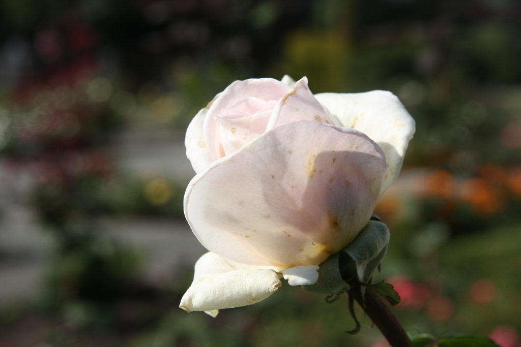 růže Prince Jardinier