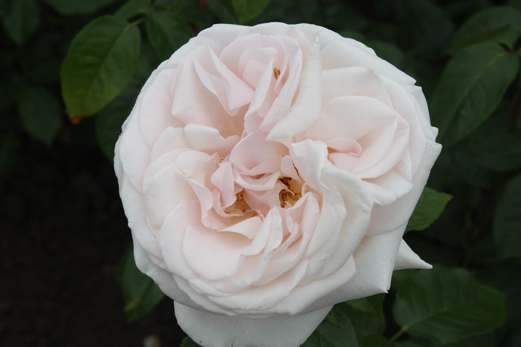 růže Prince Jardinier