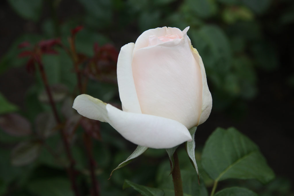 růže Prince Jardinier