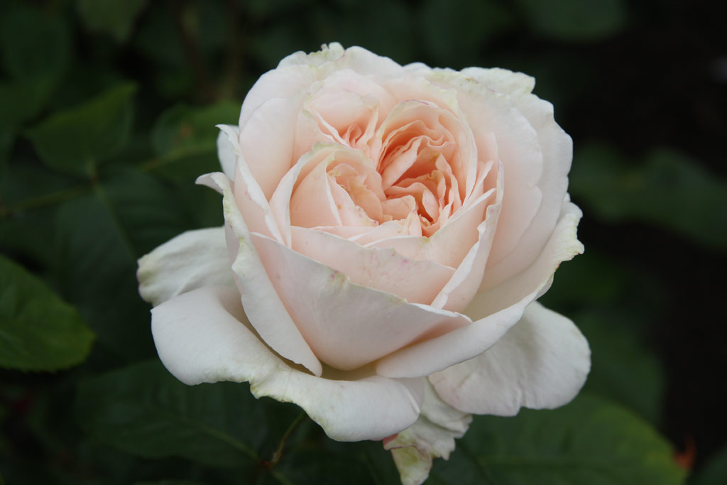 růže Prince Jardinier