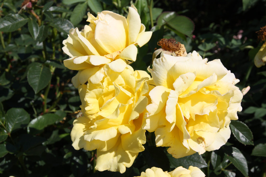 růže Princess Michael of Kent