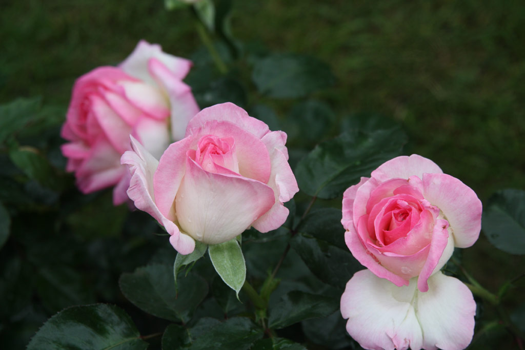 růže Princesse de Monaco