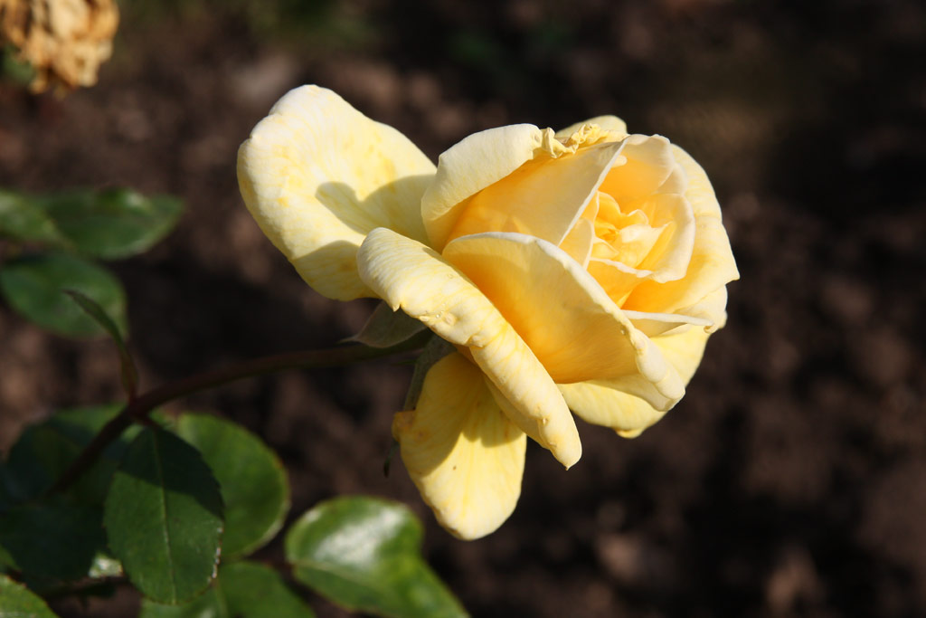 růže Princesse Jaune