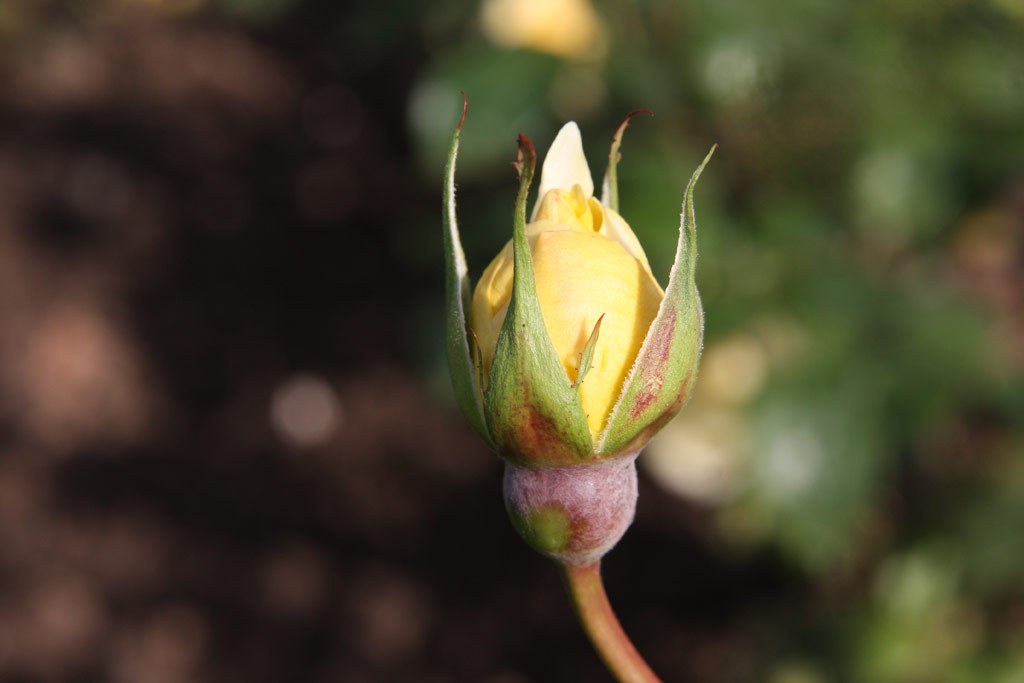 růže Princesse Jaune