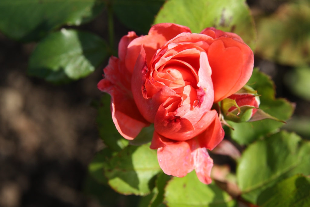 růže Prinsesse Margrethe