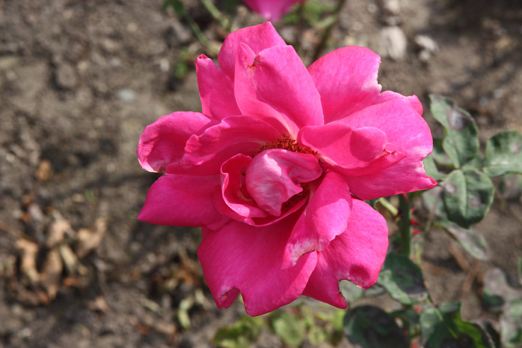 růže Prof. Gogolishvili