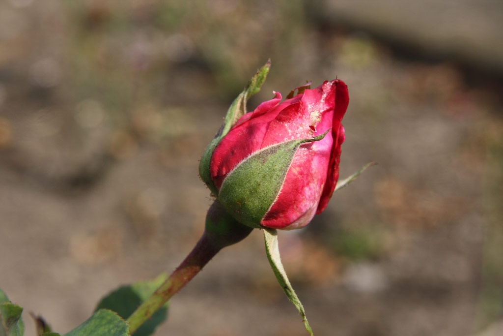 růže Prof. Gogolishvili