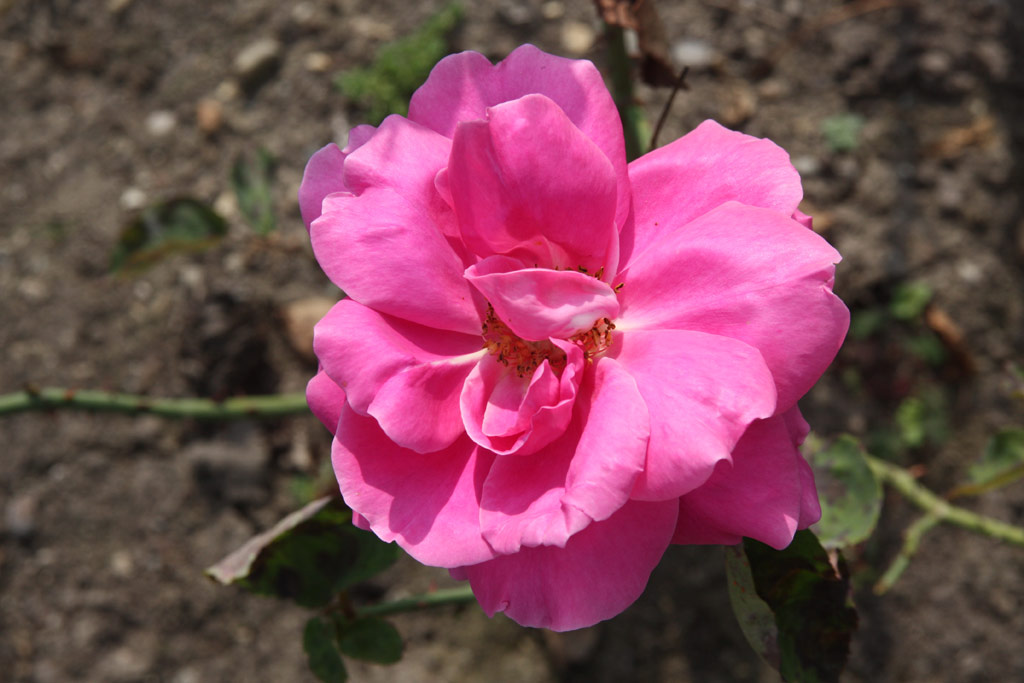 růže Prof. Gogolishvili