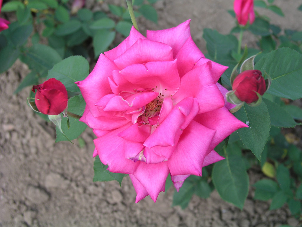 růže Prof. Gogolishvili