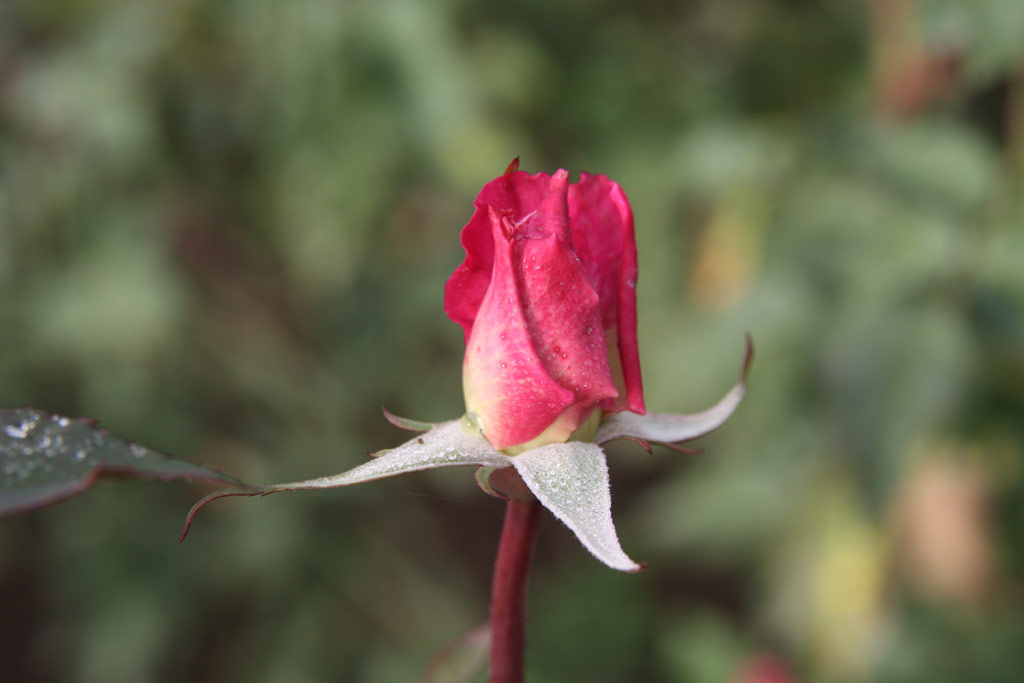 růže Professeur Ganiviat