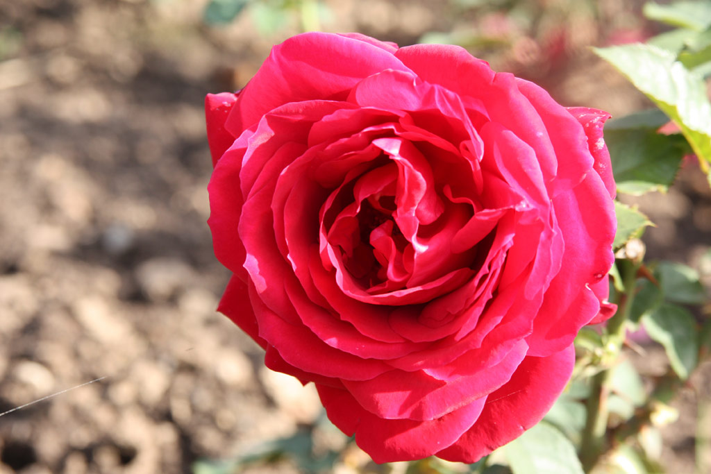 růže Professor Chris Barnard