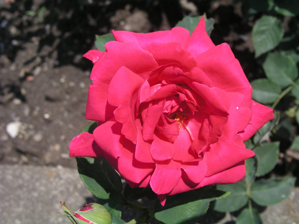 růže Professor Knll