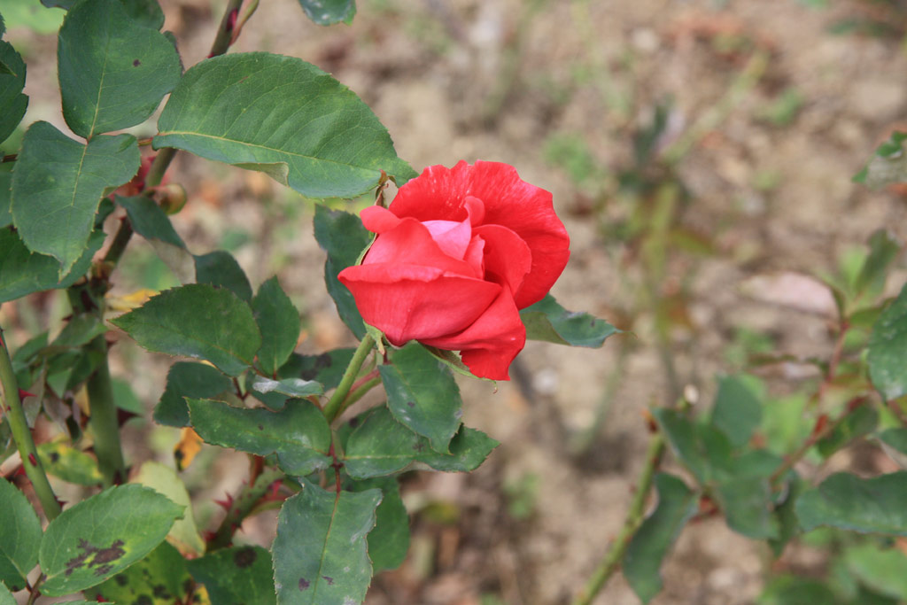 růže Professor Knll