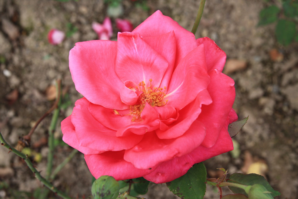 růže Professor Knll