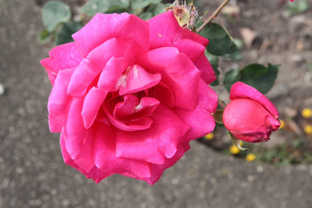 růže Professor Knll