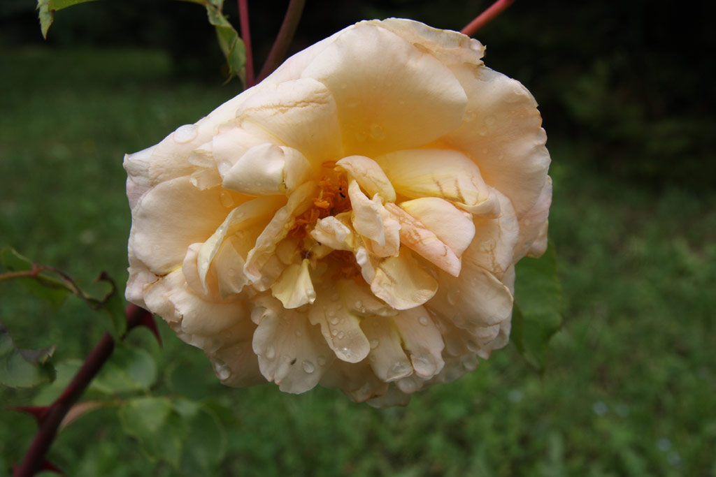 růže Puerta del Sol