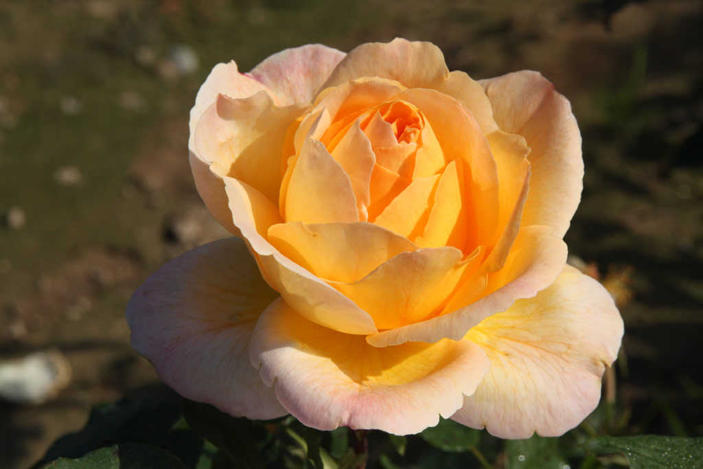 růže Puerta del Sol