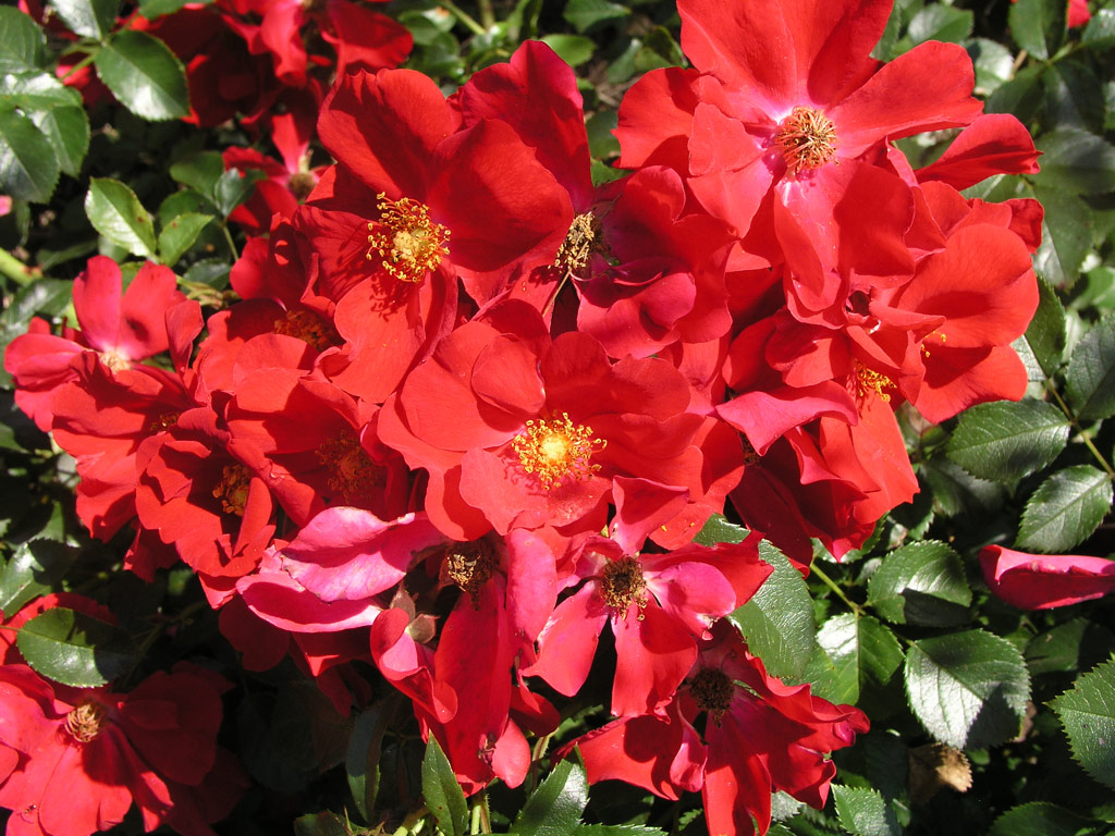 růže Purple Haze (Justice)