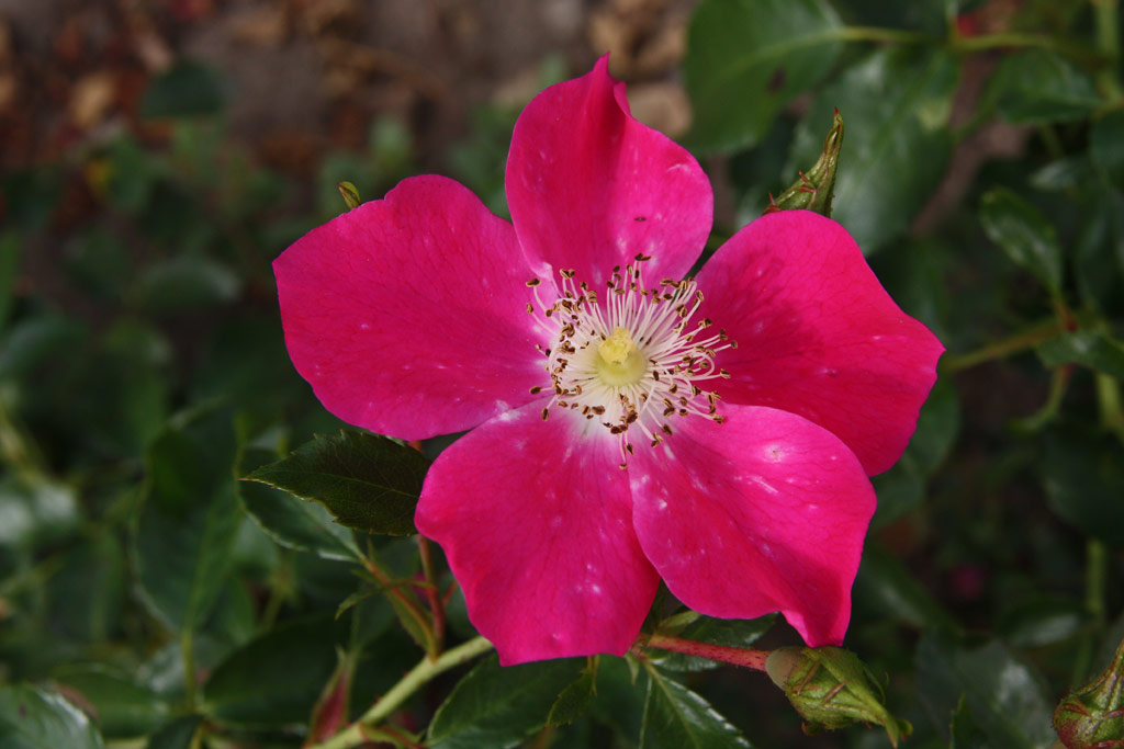 růže Purple Haze (Justice)