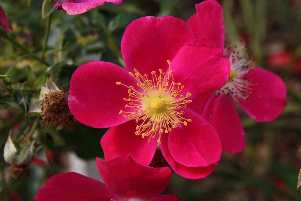 růže Purple Haze (Justice)