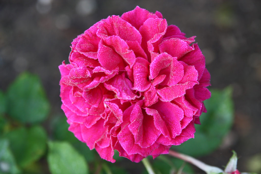 růže Queen of Bedders