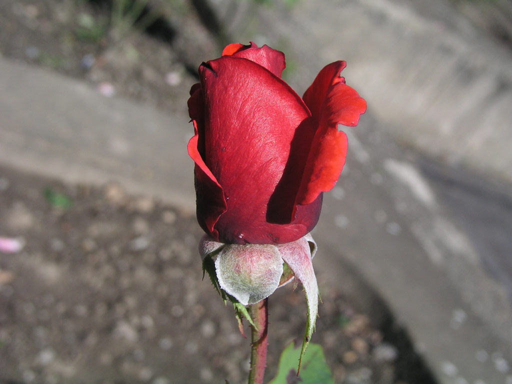 růže Queen of Bermuda