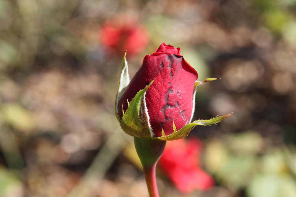 růže Queen of Bermuda