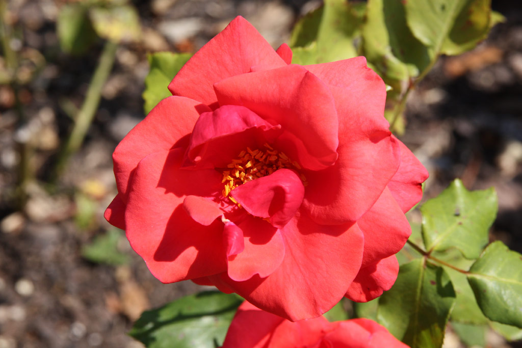 růže Queen of Bermuda